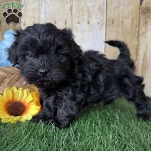 Bronco, Shih-Poo Puppy